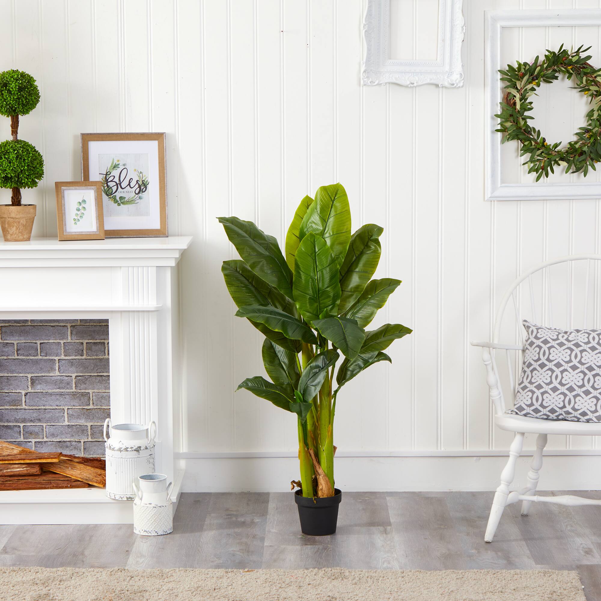 4ft. Potted Triple Stalk Banana Tree